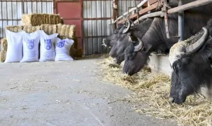 Ankara'da manda yetiştiricilerine ücretsiz yem desteği