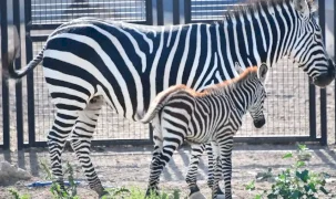 Başkentte yavru zebranın adı ‘Pijamalı’ oldu