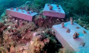 Bozcaada mercan resifleri için koruma seferberliği... 180 deniz canlısı türü kayıt altına alındı