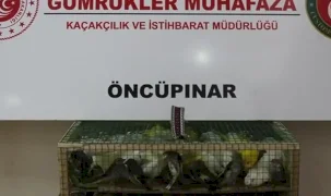 Gümrük Muhafaza'dan kaçakçılığa darbe! 2026'da 58 bin 519 canlı hayvan kurtarıldı
