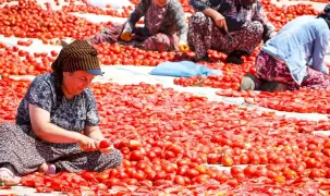 İzmir Büyükşehir’den Torbalı'da 'Kırmızı Altın' mesaisi