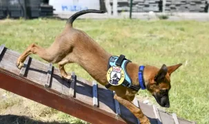 K9 ekipleri Başkent’te 7/24 görevde