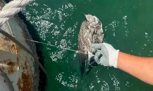 Kanadına misina dolandı... İzmir'den özgürlüğe uçuruldu