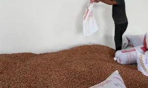 Kandıra’nın fındığı Kocaeli Büyükşehir güvencesinde