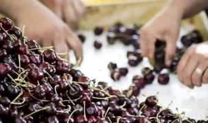 Kiraz ihracatı 2025'in yaralarını sardı