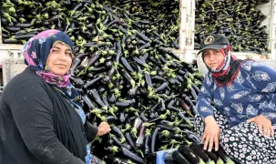 Manisa'da afetzede çiftçinin yüzü gülüyor