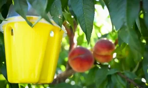 Mersin’de meyve sineğine karşı biyoteknik mücadele