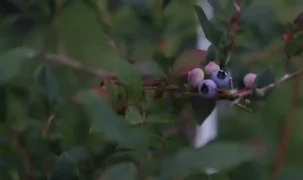 Ordu Gürgentepe’de mavi yemiş ve çoban fasulyesi atağı