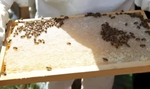 Ordu’da bal hasadı bereketi