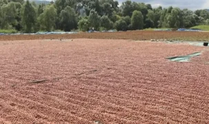 Ordu’da fındık hasadı ve katma değerli üretim