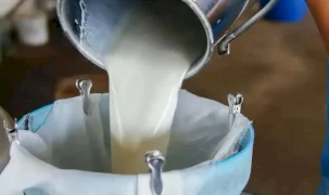 Süt ürünlerinde üretim arttı