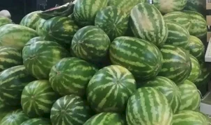 Tarım ürünlerinde üretici fiyatları artışta... En yüksek artış kavun-karpuzda