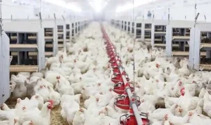 Tavuk eti üretimi Haziran’da yüzde 14,7 arttı