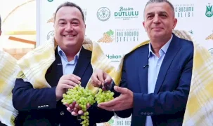 Üzümün başkenti Manisa bağbozumuna hazır