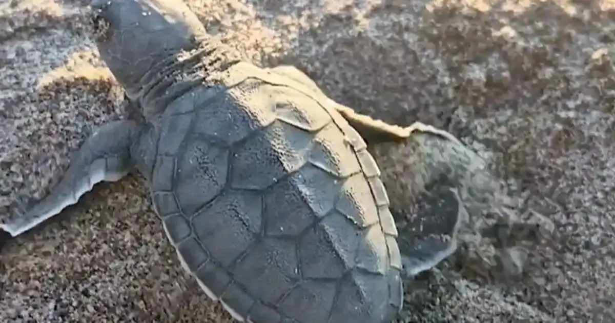 Akyatan’da deniz kaplumbağaları için seferberlik