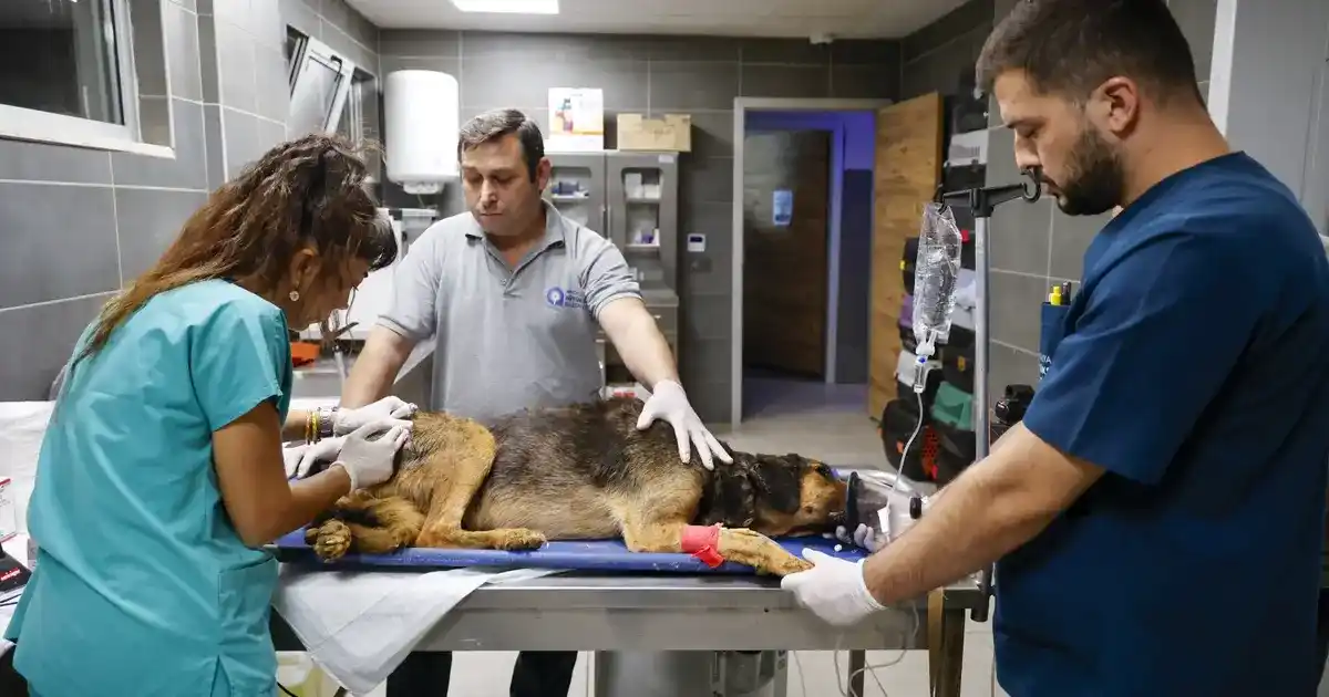 Antalya’da yangında can dostlara seferberlik