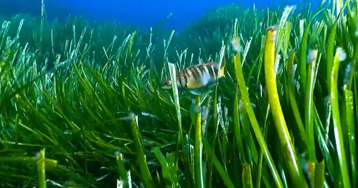 Deniz çayırları Akdeniz'e nefes veriyor... Koruma için Göcek pilot bölge oldu