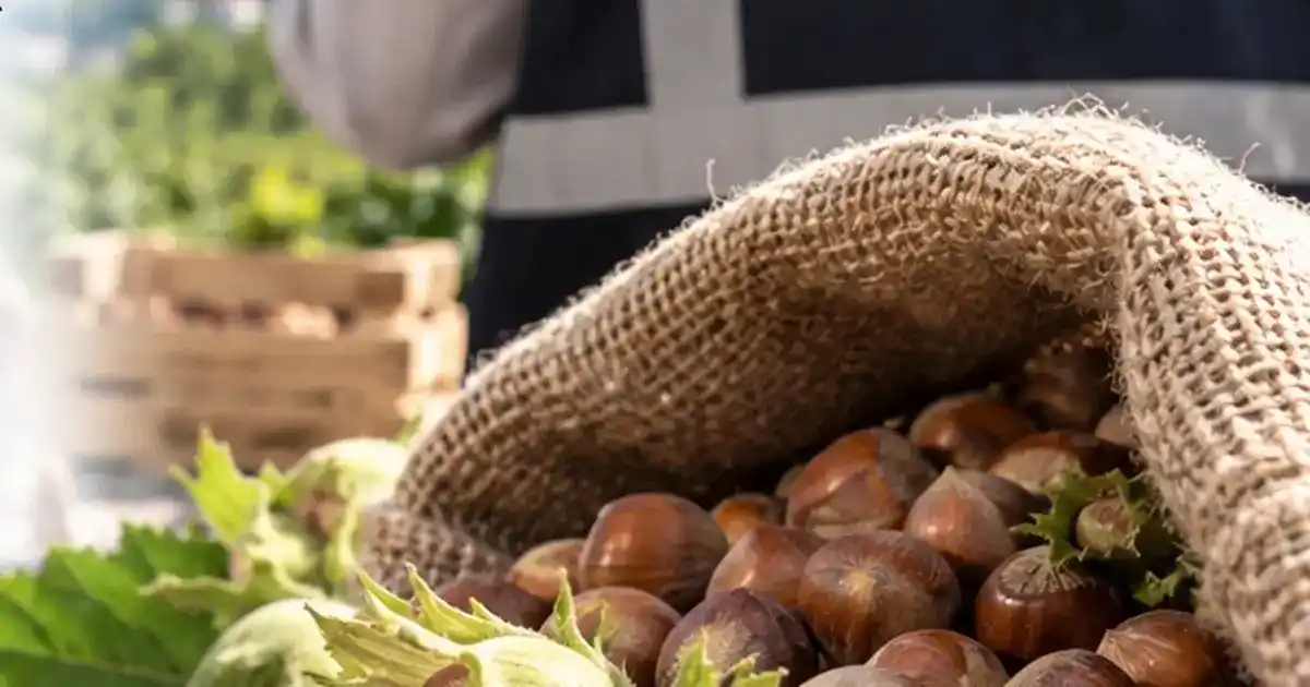 Fındık piyasasında mercek büyütüldü! Ordu ve Giresun’da müfettişler sahada