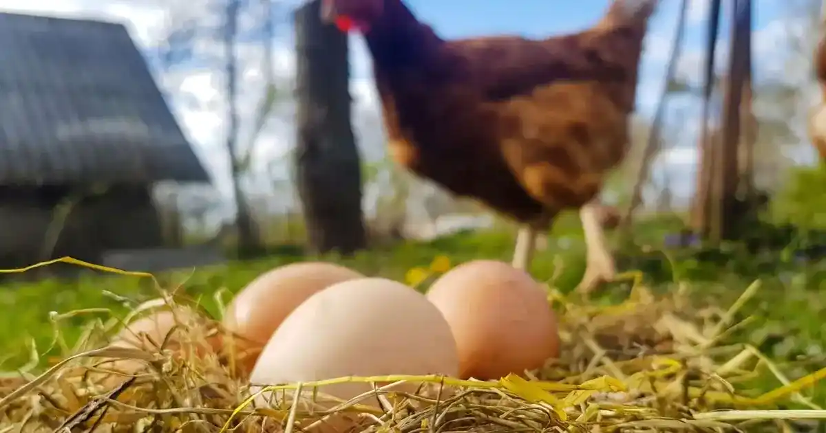 Kümes hayvancılığında üretim arttı! Tavuk yumurtası ve etinde yükseliş