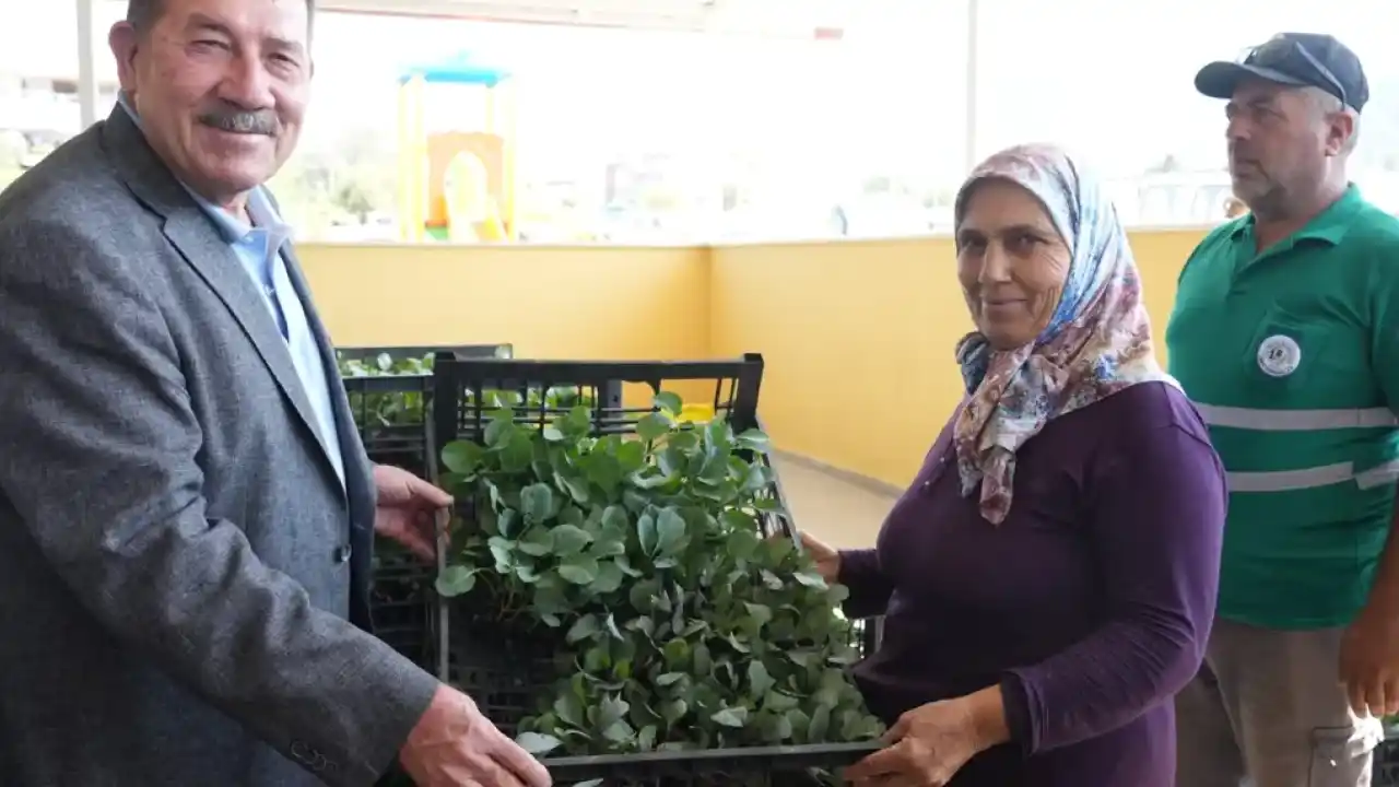 Muğla Milas'ta üreticiye yüzde 50 hibeli fide desteği