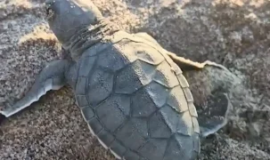 Akyatan’da deniz kaplumbağaları için seferberlik