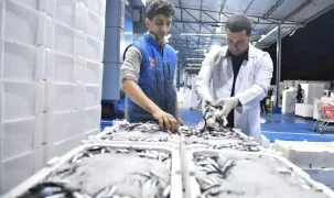 Ankara Balık Hali’nde sıkı denetim