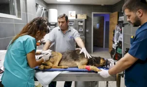 Antalya’da yangında can dostlara seferberlik