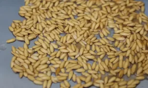 Ata tohumları Gaziantepli kadın çiftçilerin elinde yeşeriyor