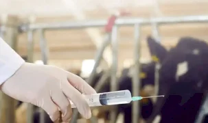 Çiftçilere 450 milyon liralık destek ödemesi