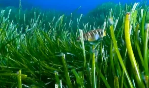 Deniz çayırları Akdeniz'e nefes veriyor... Koruma için Göcek pilot bölge oldu