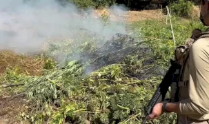 Diyarbakır’da 217 bin kök kenevir ve skunk imha edildi