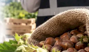 Fındık piyasasında mercek büyütüldü! Ordu ve Giresun’da müfettişler sahada