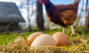 Kümes hayvancılığında üretim arttı! Tavuk yumurtası ve etinde yükseliş