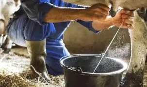 Ticari süt toplama arttı, içme sütü üretimi geriledi