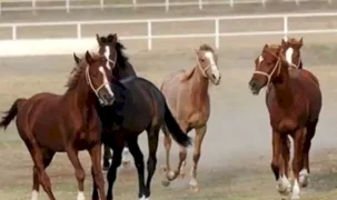 TİGEM 17 safkan Arap koşu tayını satışa çıkarıyor