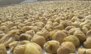 Türk kuru incirinin ihracat yolculuğu başlıyor... Uzakdoğu kuru incirimizi çok sevdi