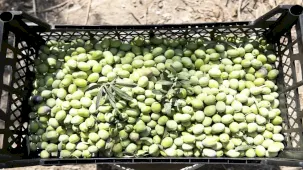 Mersin’de zeytin fidanları hasat vermeye başladı